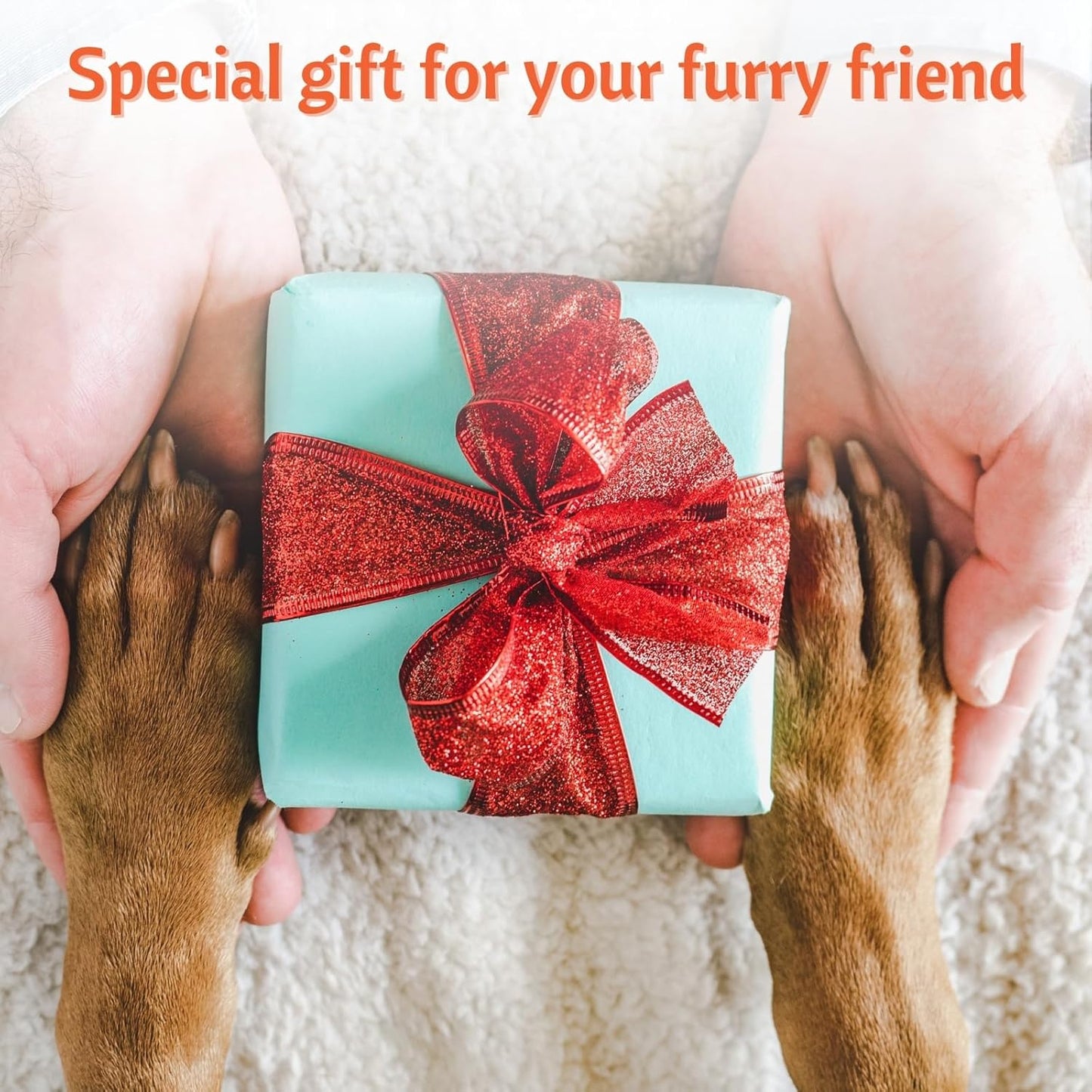 Breakaway Safety Cat Collar