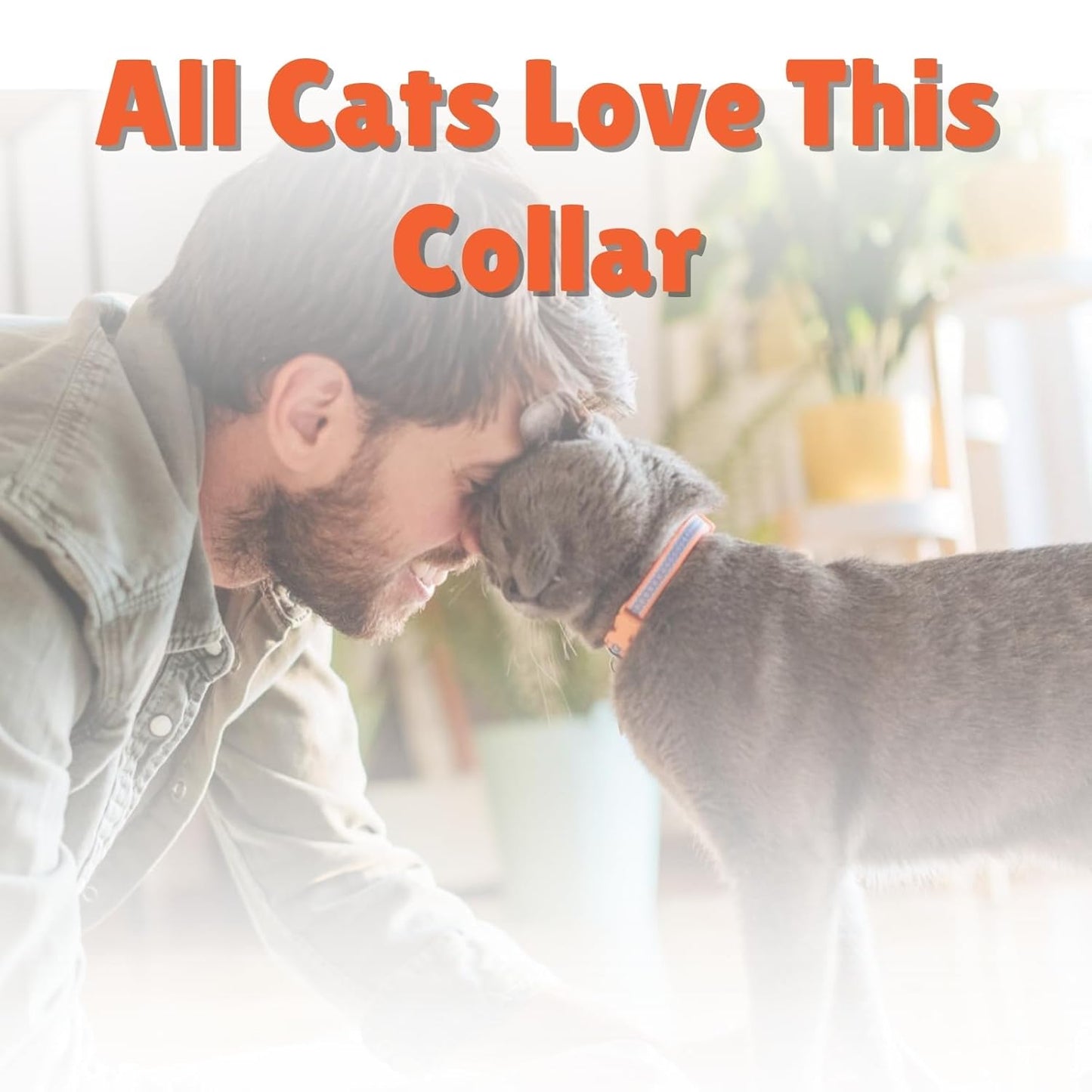 Cat Collars with Bells