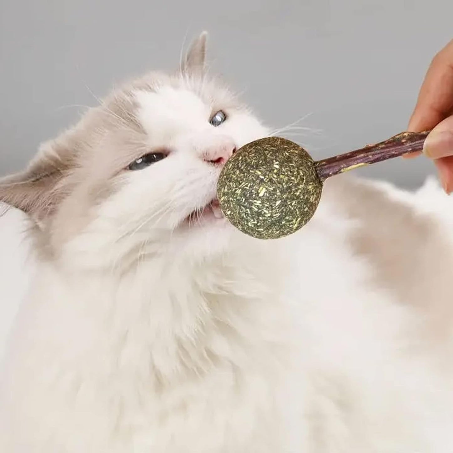 Star Shape Catnip Chew Toy