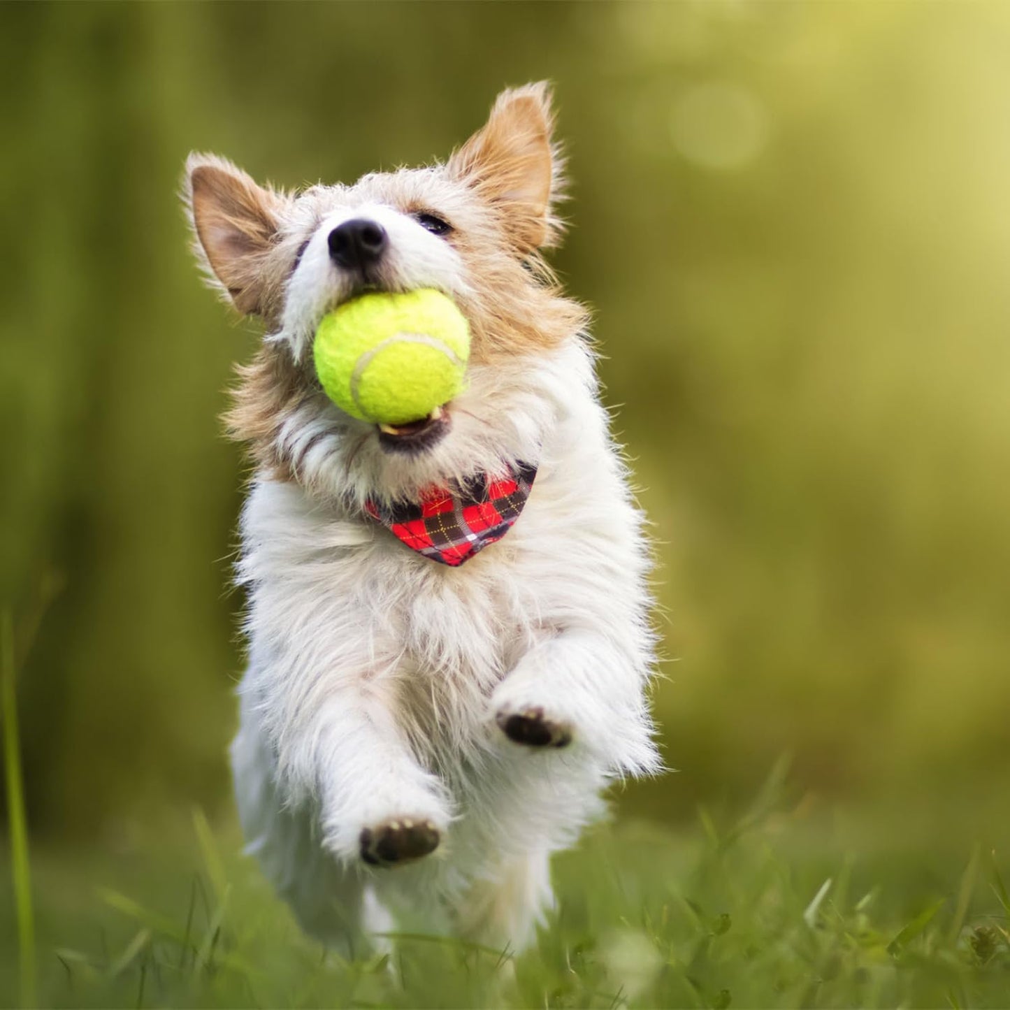 Parrot Green Dog Tennis Balls