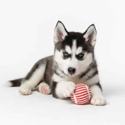 Squeaky Tennis Balls for Dogs & Cats