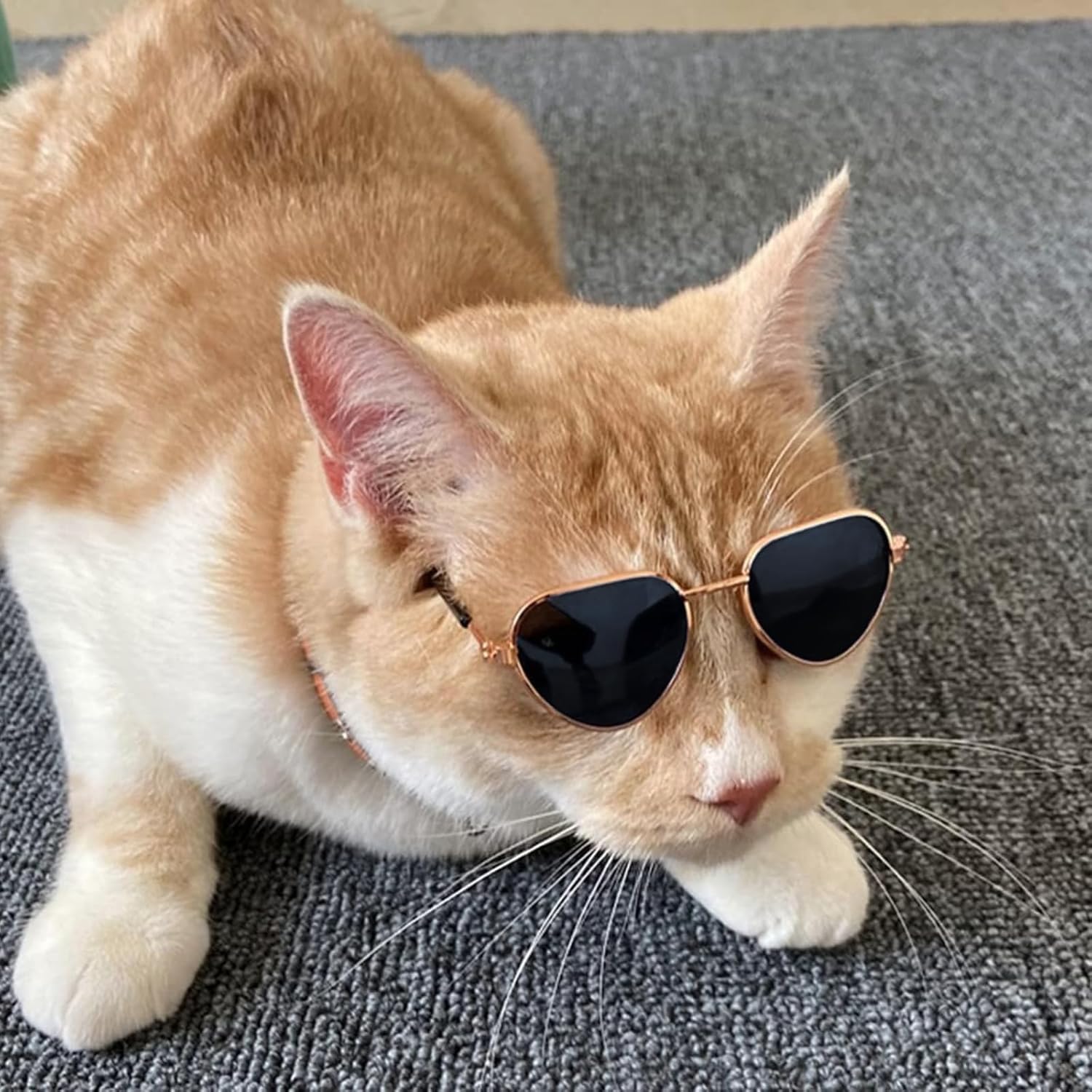Cute Sunglasses for Dogs & Cats