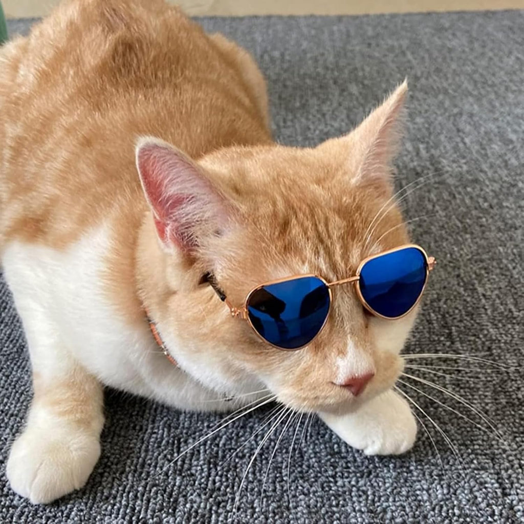 Cute Sunglasses for Dogs & Cats