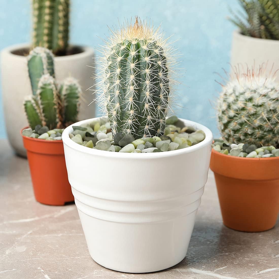 Polished Jade Pebbles for Succulents & Cactus – 1 KG