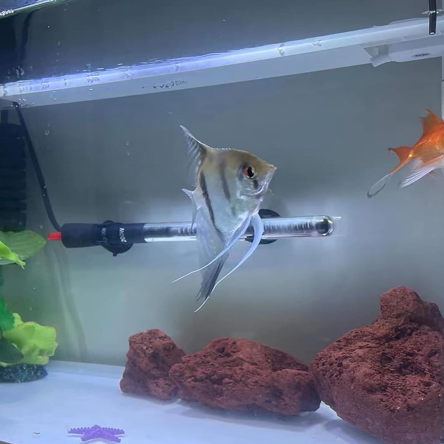 Decorative Stones Black Lava Rocks (2-3 cm) Granules- 0.5 KG