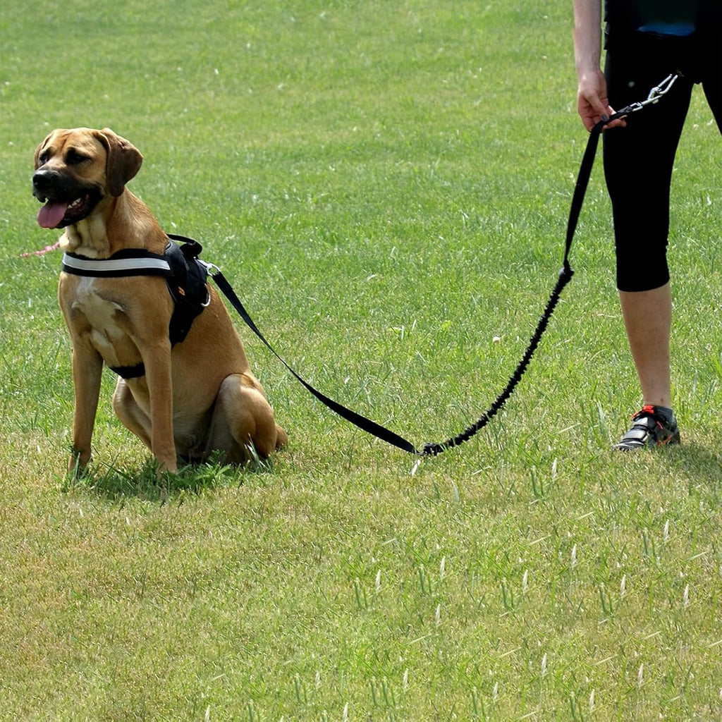 Reflective Nylon Dog Leash with Waist Belt