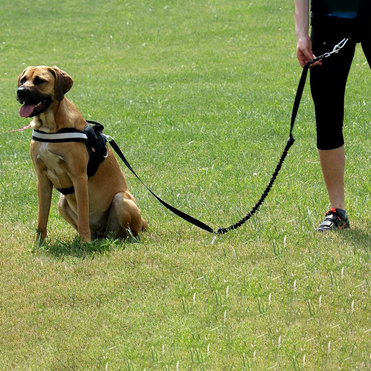 Reflective Nylon Dog Leash with Waist Belt