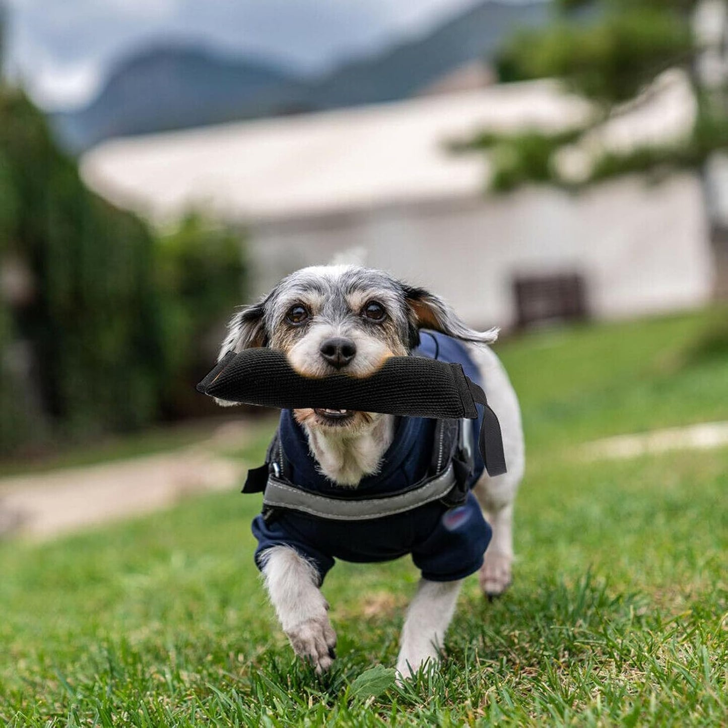 Durable Dog Training Tug Toy