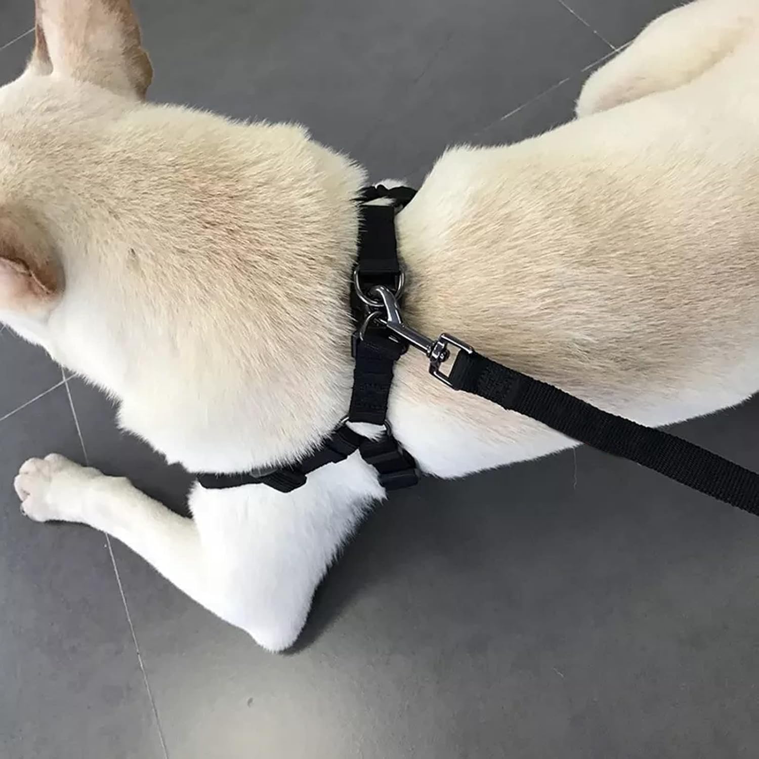 Adjustable Collar Leash Set, Nylon