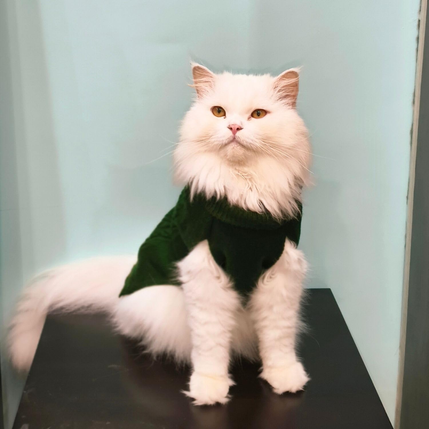Pet Winter Sweaters Turtleneck design
