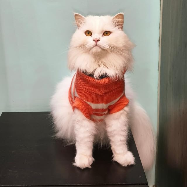 Pet Sweater Winter Knitwear