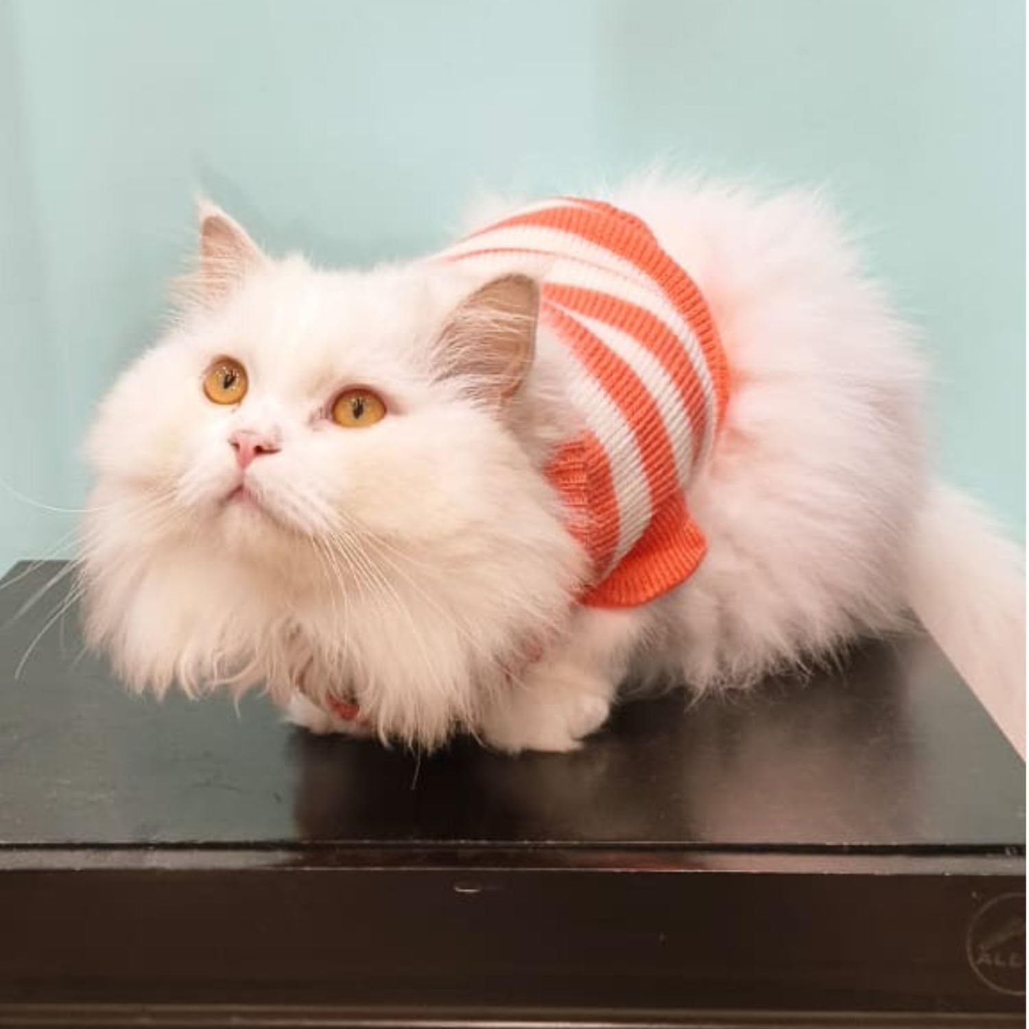 Pet Sweater Winter Knitwear
