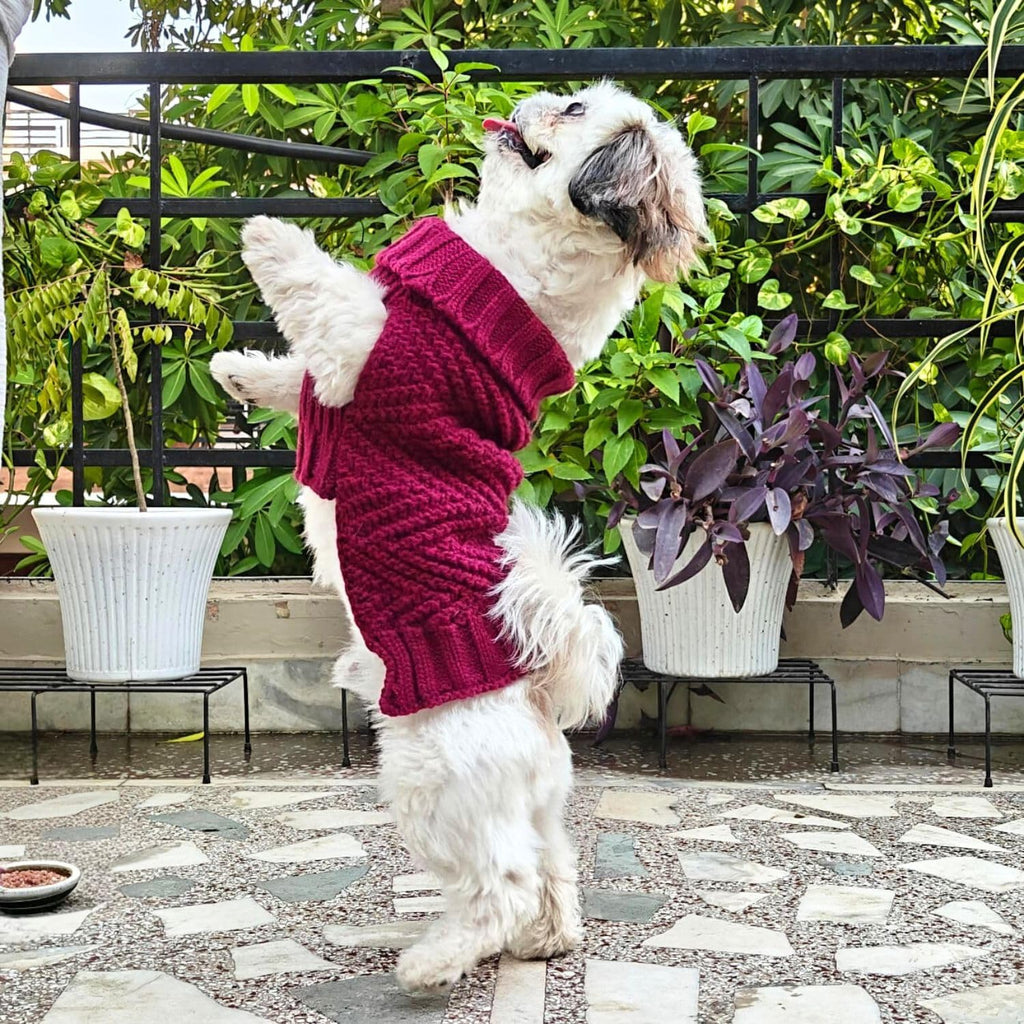 Dog Sweater for Small Dogs