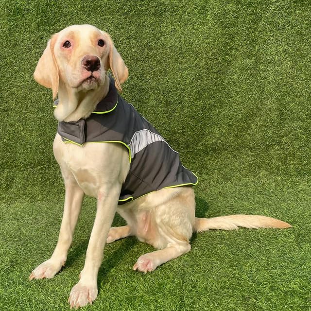 Winter Coat, Waterproof Dog Jacket