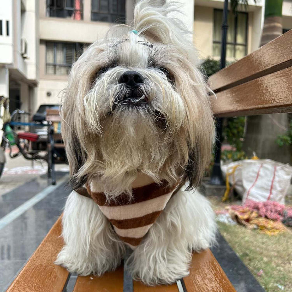 Striped Brown and White Dog Sweater
