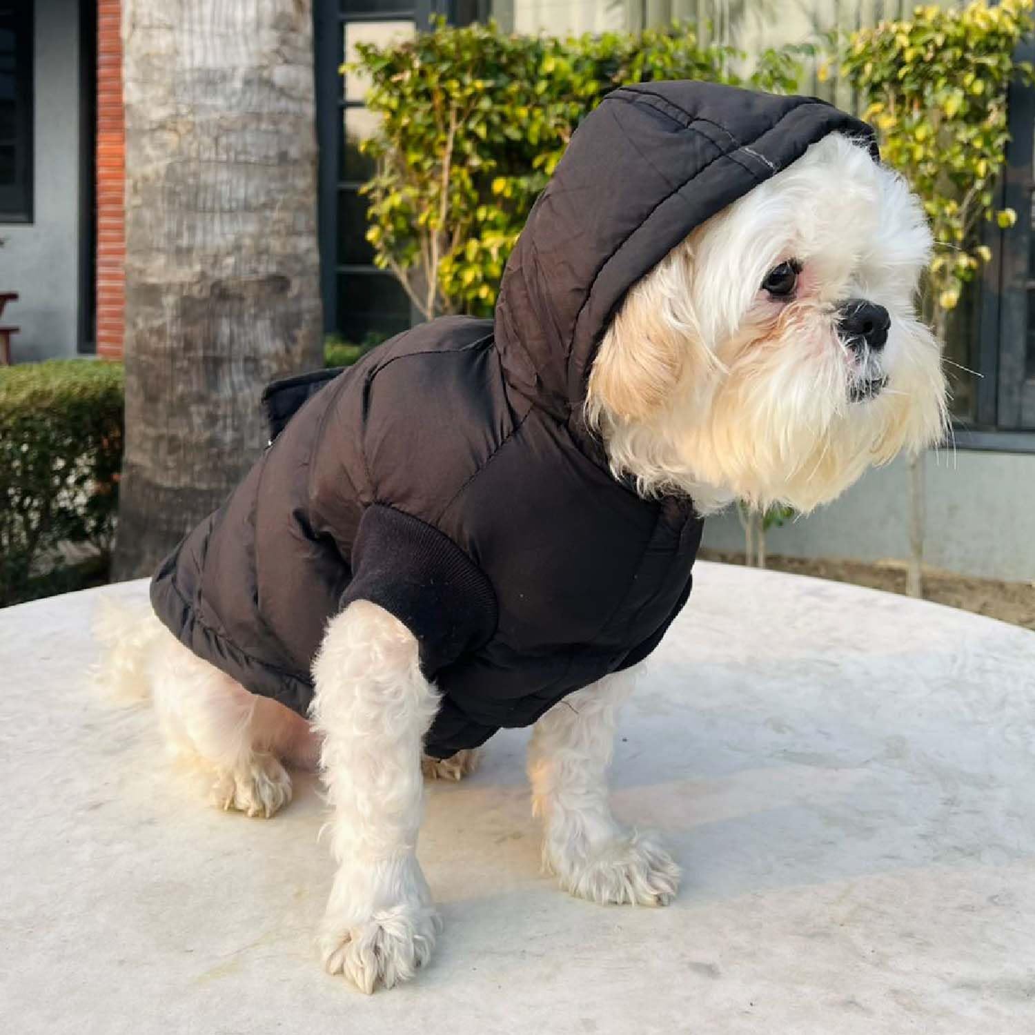Winter Dog Puffer Jacket