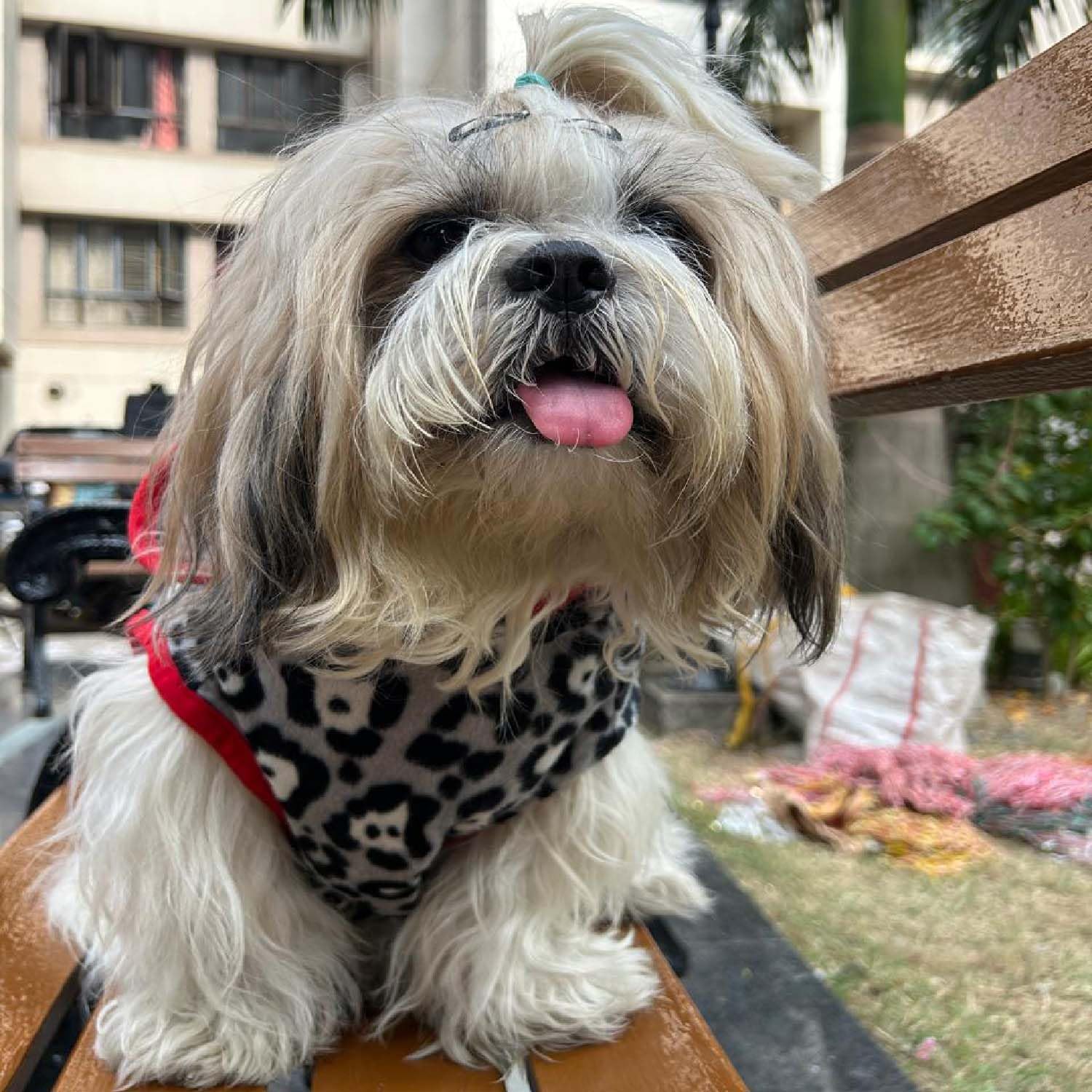 Dog Sweater with Leash Hole