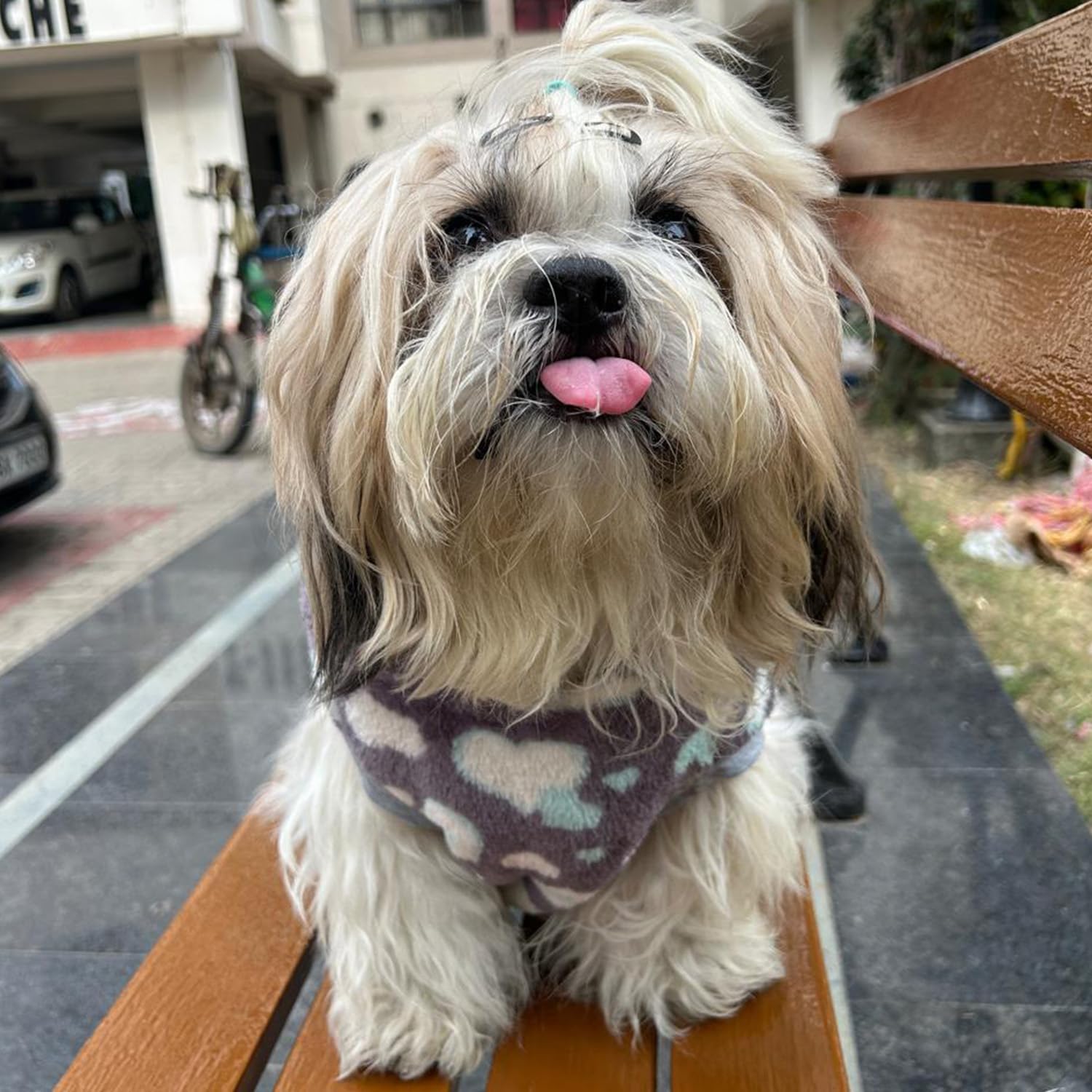 Dog Pullover, Polka Dot Pattern