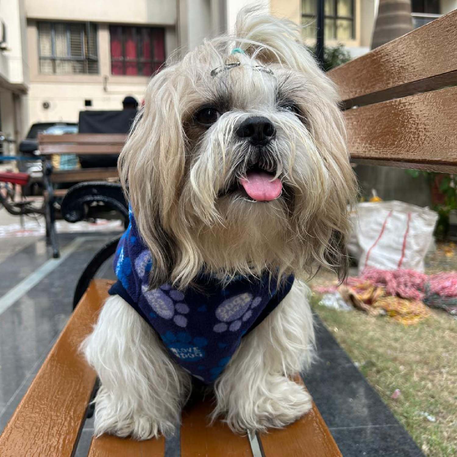 Dog Sweater with Leash Hole