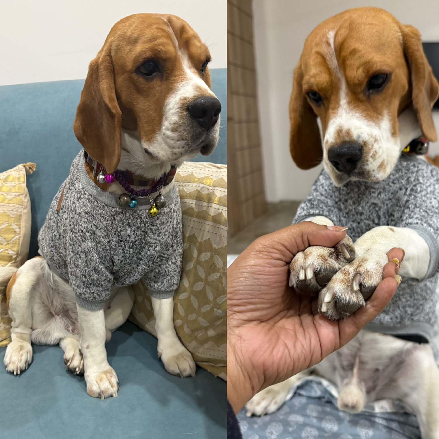 Warm Knit Dog Sweater for all Breeds