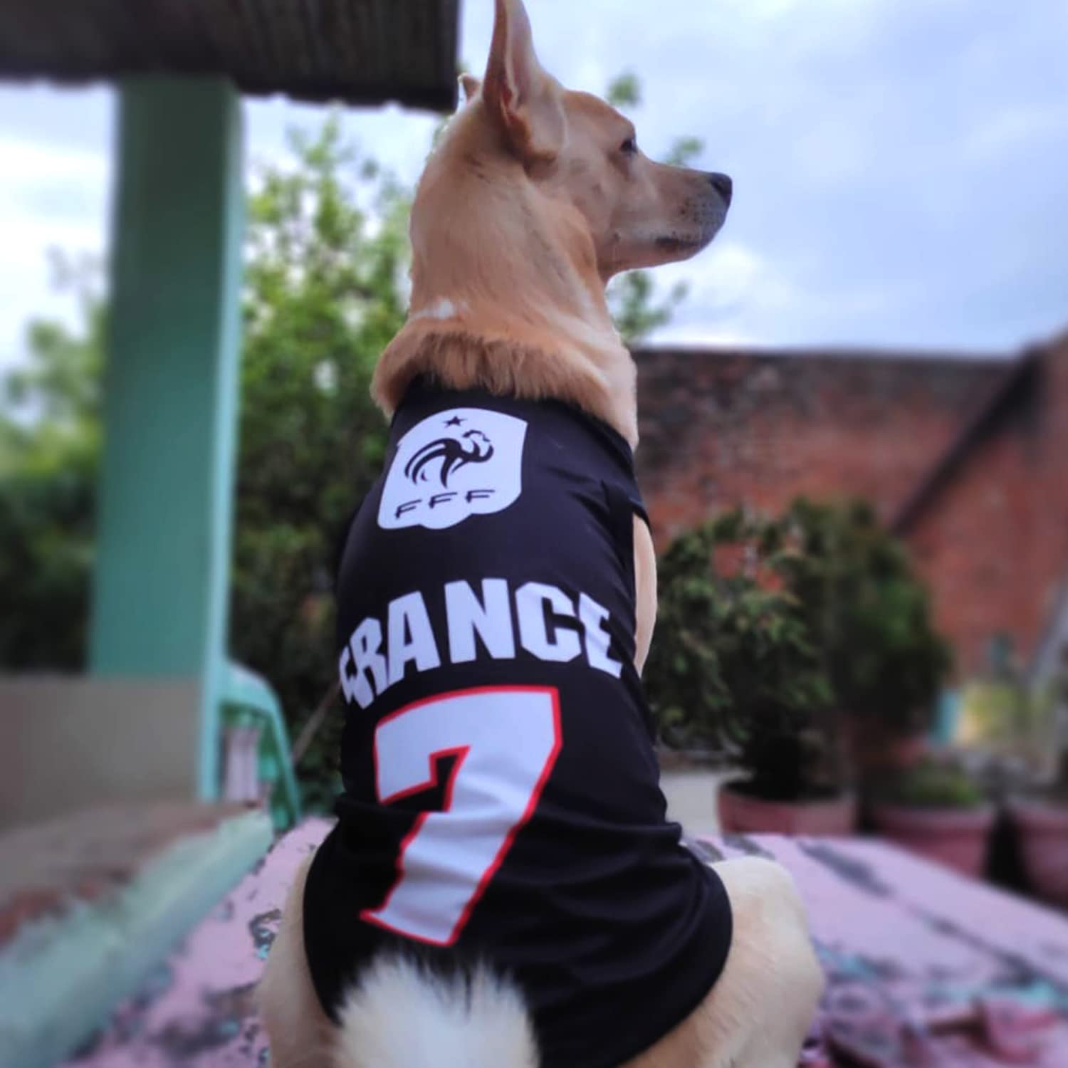 France Printed Summer Pet T-Shirt