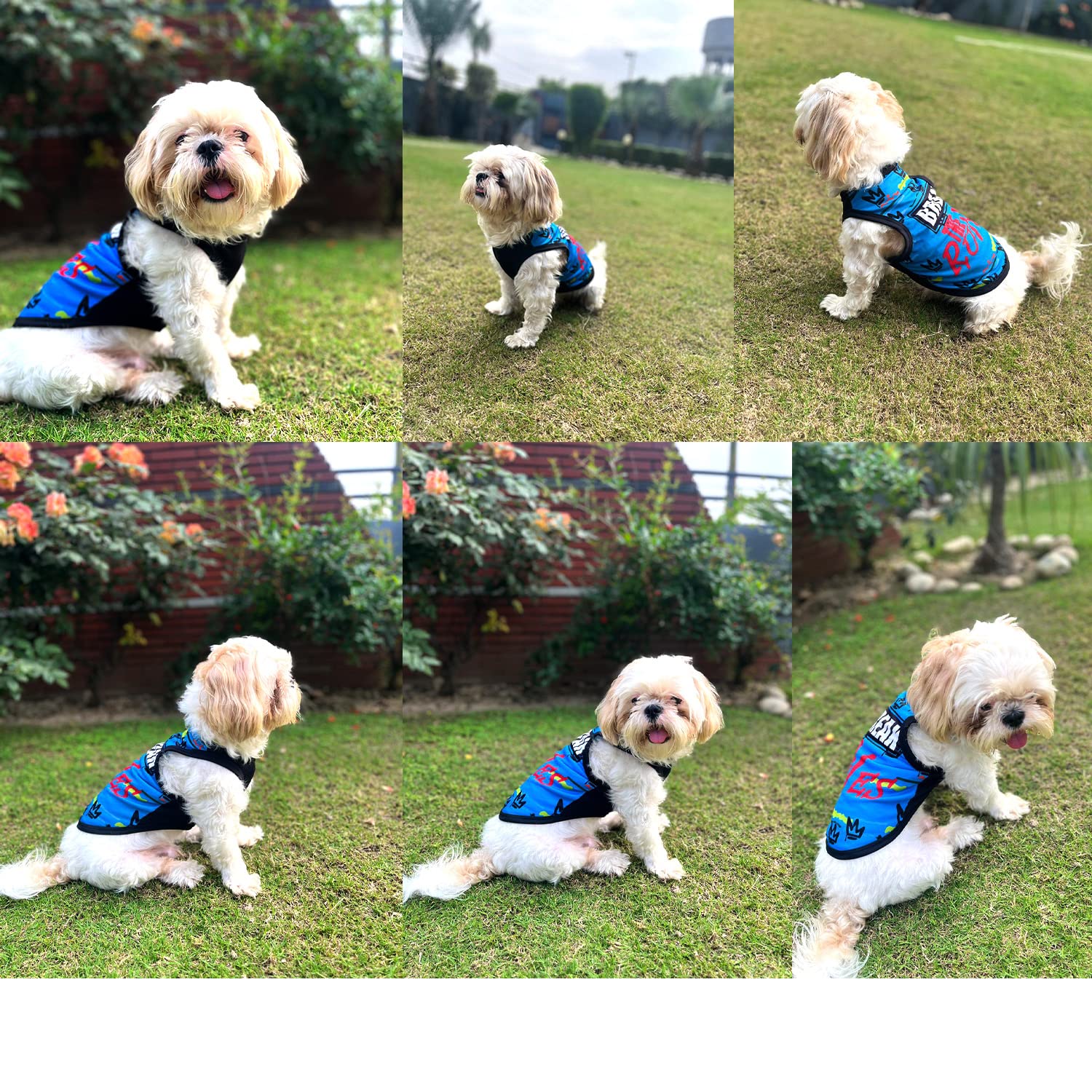 Printed Summer T-Shirts for Pets