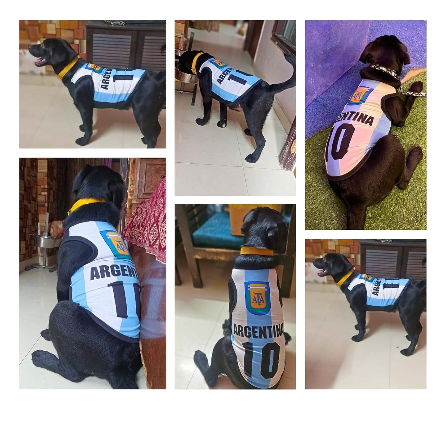 Printed Summer Pet T-Shirt