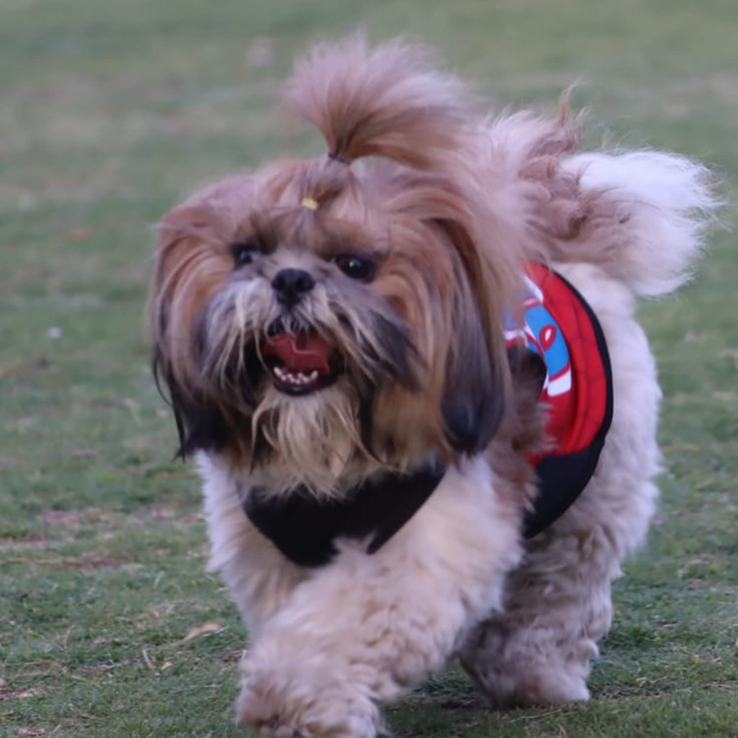 Summer Printed T Shirts for Puppies