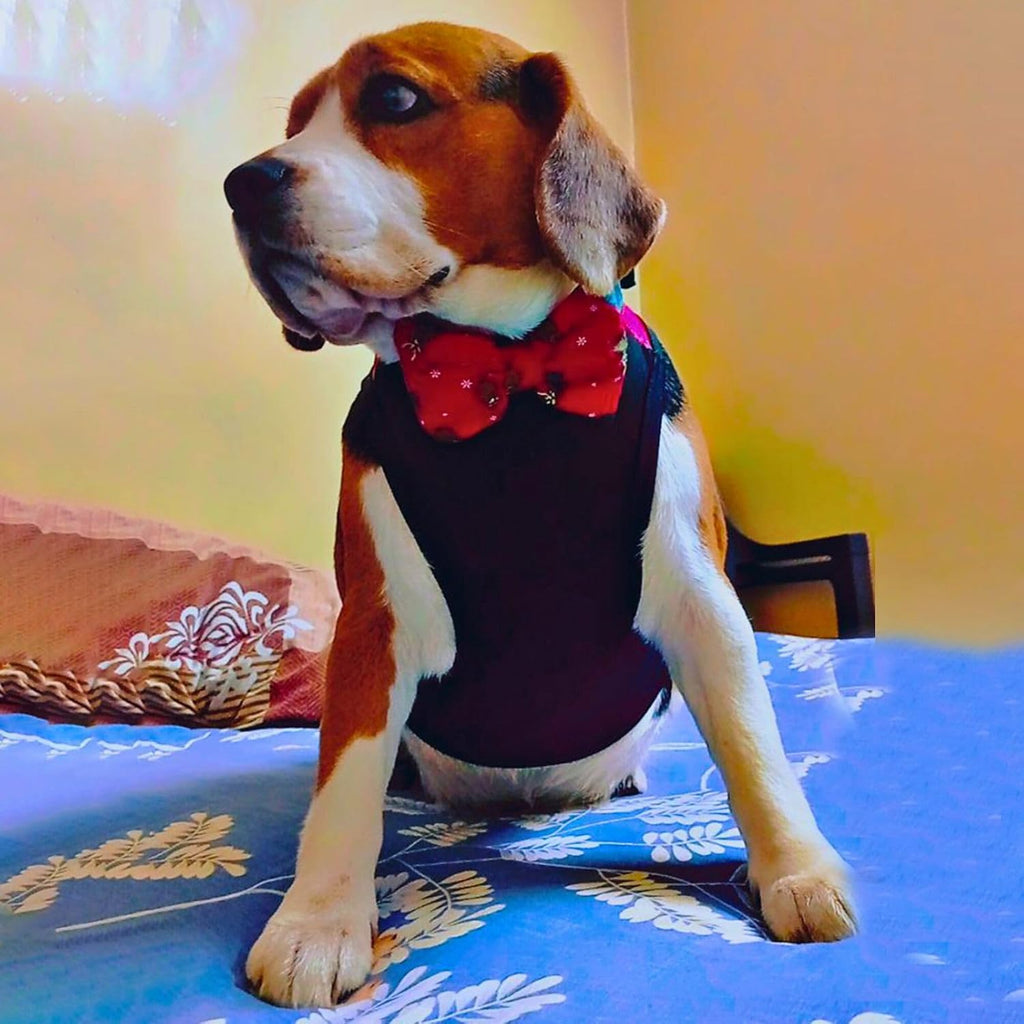 Spain Printed Summer Pet T-Shirt