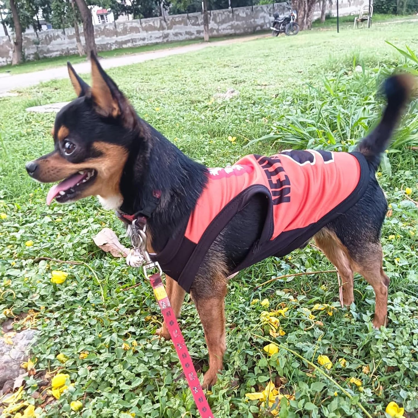 Printed Summer T Shirts for dogs