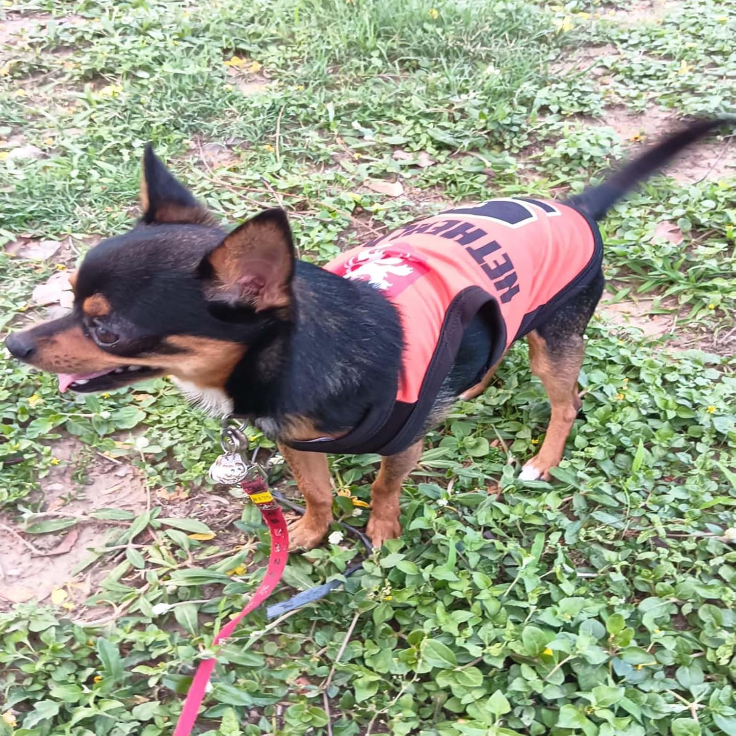 Printed Summer T Shirts for dogs