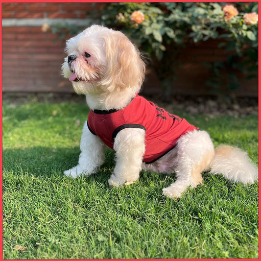 Mama’s Boy Printed Dog T-Shirt