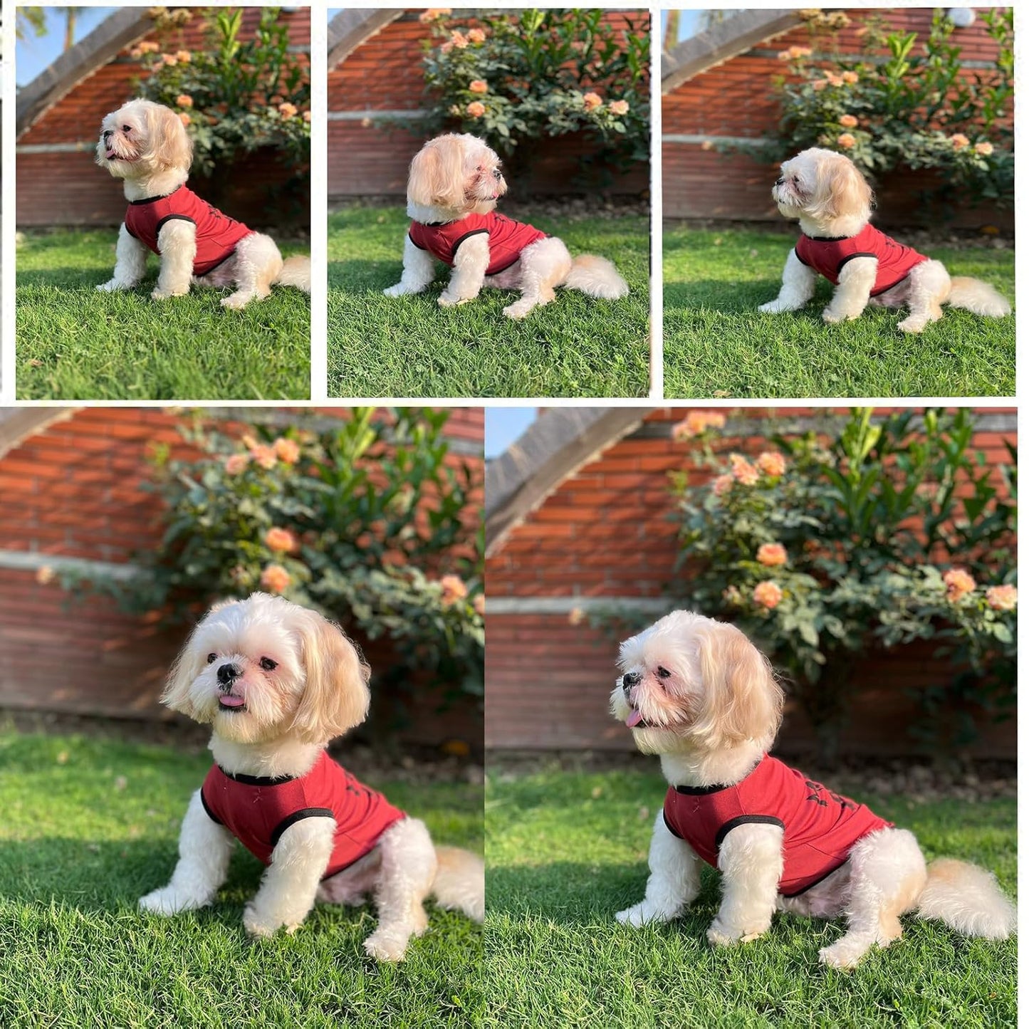 Mama’s Boy Printed Dog T-Shirt