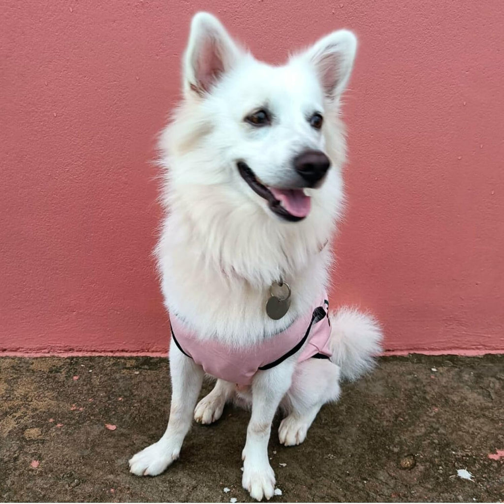 Cute Printed Summer T Shirts for Dogs