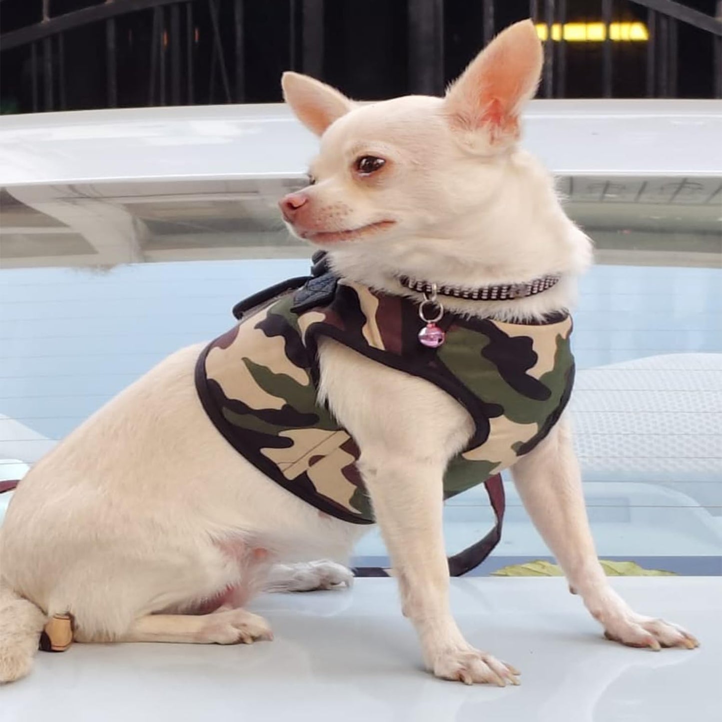 Dog Harness and Leash Set