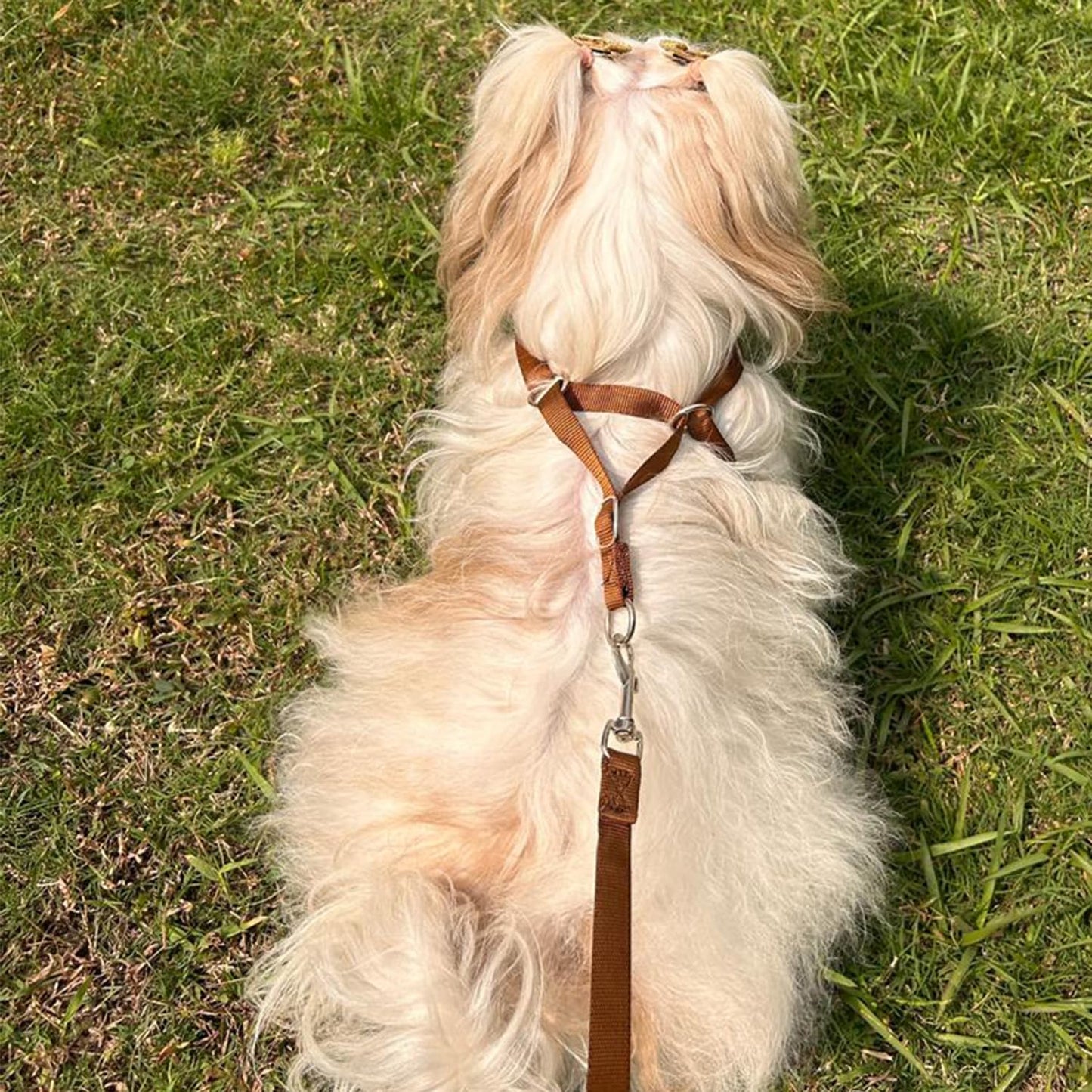 Puppy Vest Harness & Leash Set