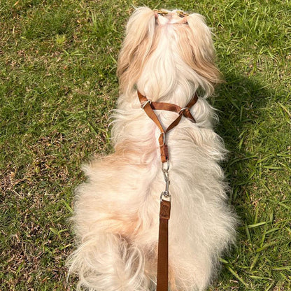 Puppy Vest Harness & Leash Set