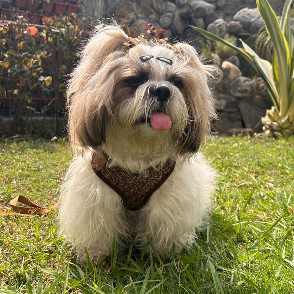 Puppy Vest Harness & Leash Set