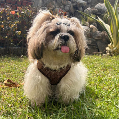 Puppy Vest Harness & Leash Set