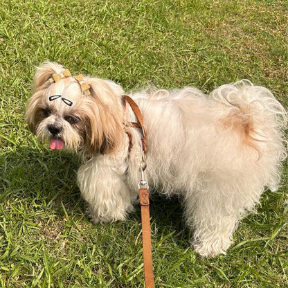 Puppy Vest Harness & Leash Set