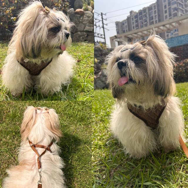 Puppy Vest Harness & Leash Set