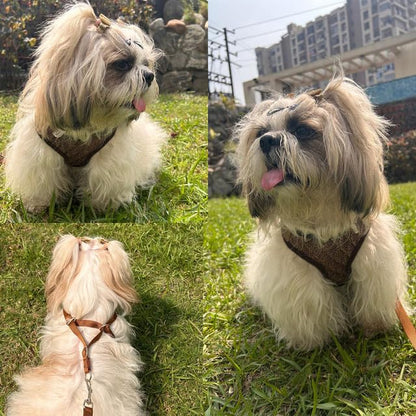 Puppy Vest Harness & Leash Set