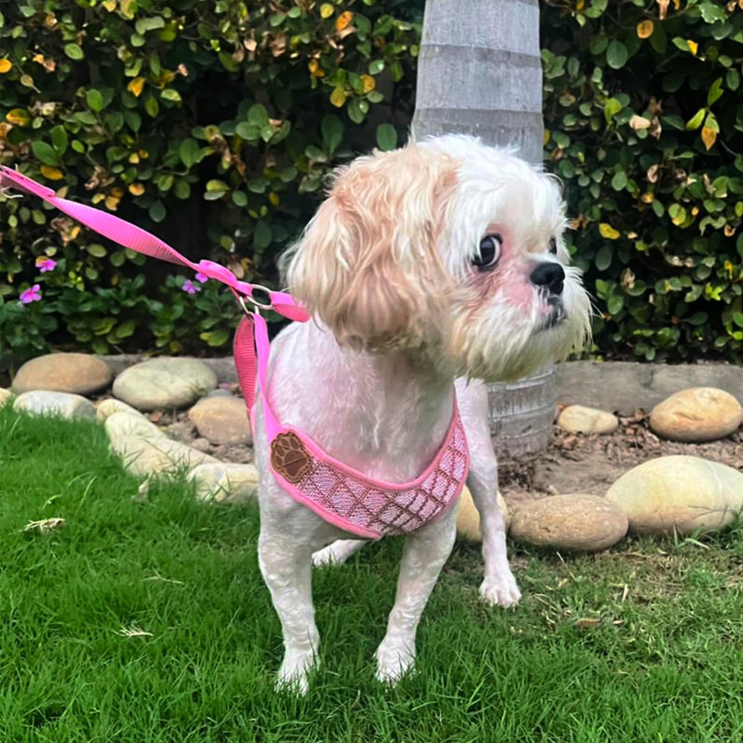 Vest Harness and Leash Set for Dogs