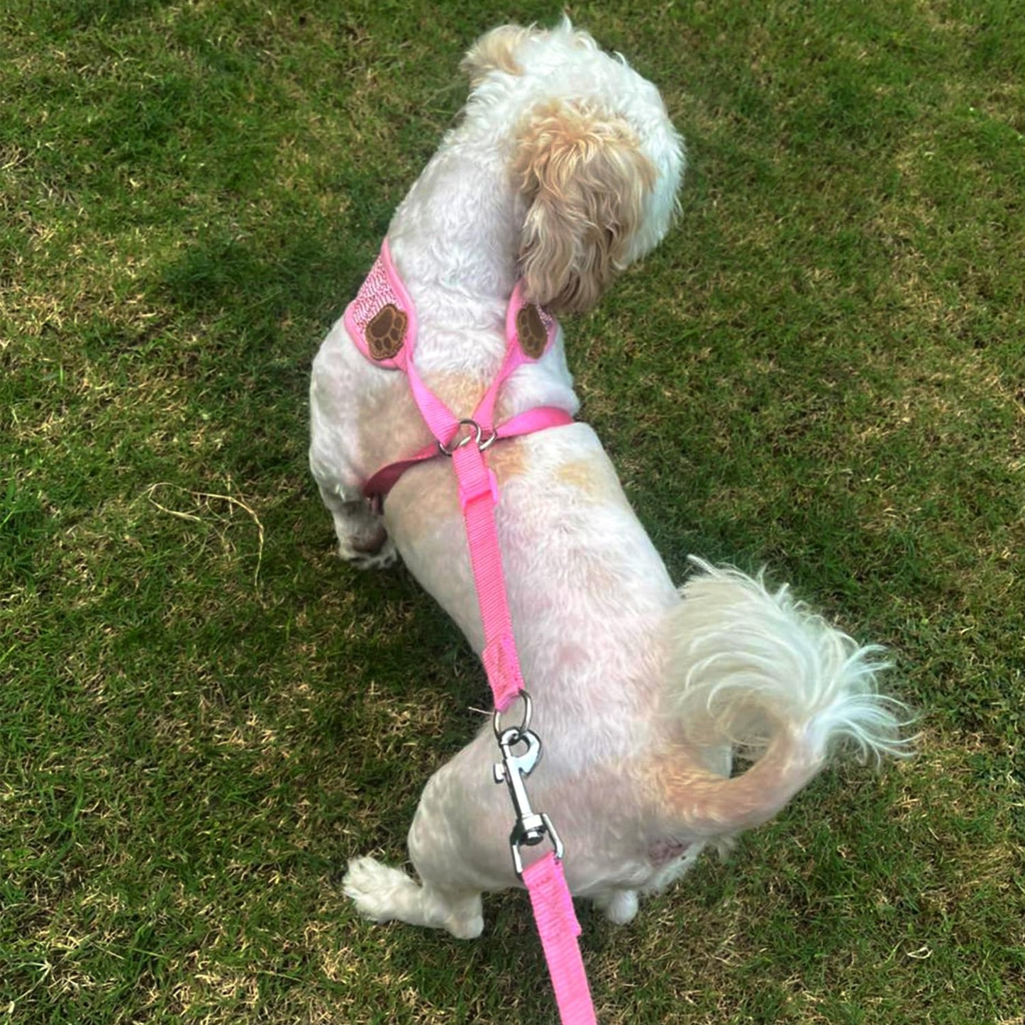 Vest Harness and Leash Set for Dogs