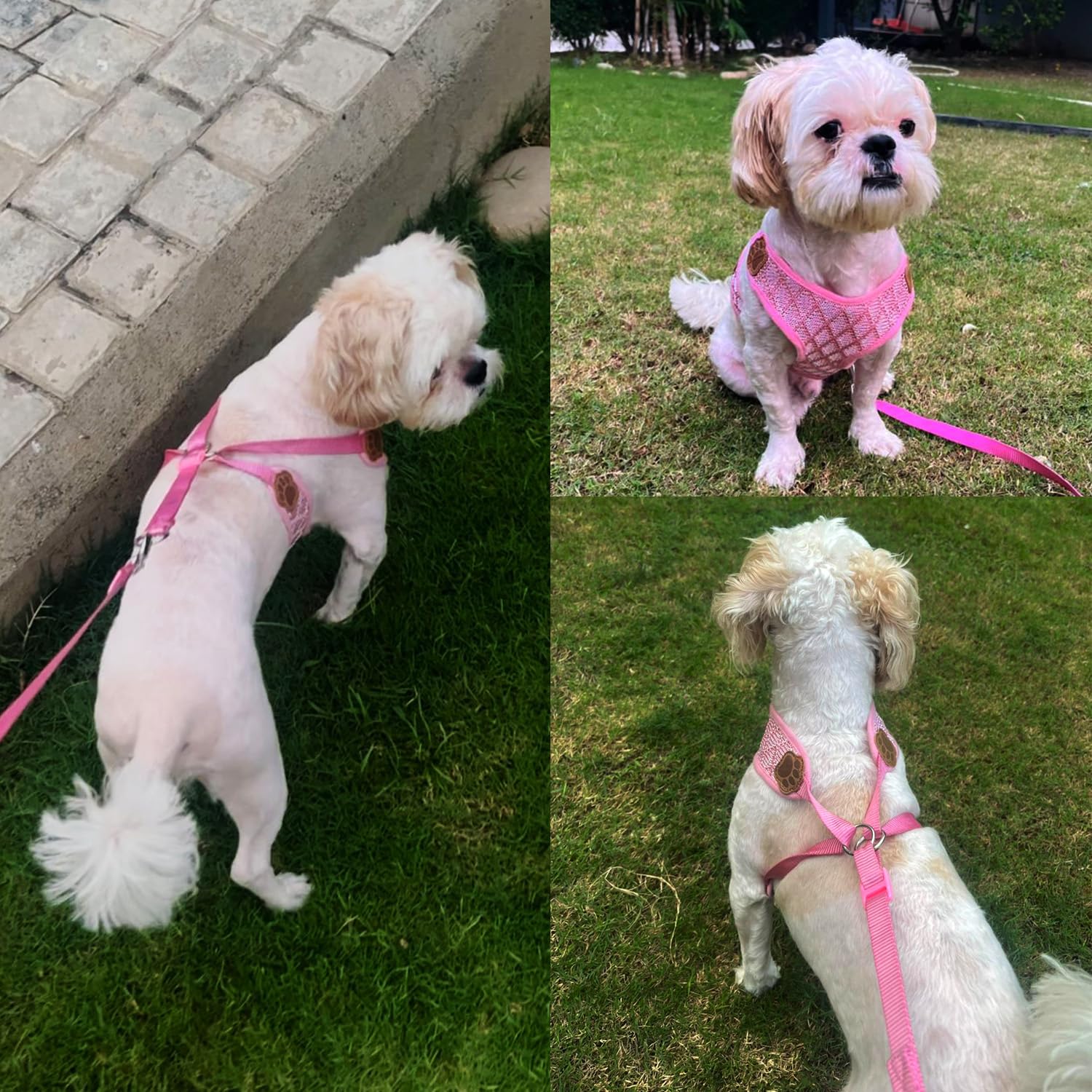 Vest Harness and Leash Set for Dogs