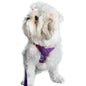Vest Harness and Leash Set for Dogs