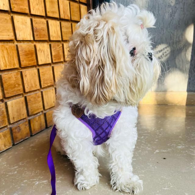 Vest Harness and Leash Set for Dogs