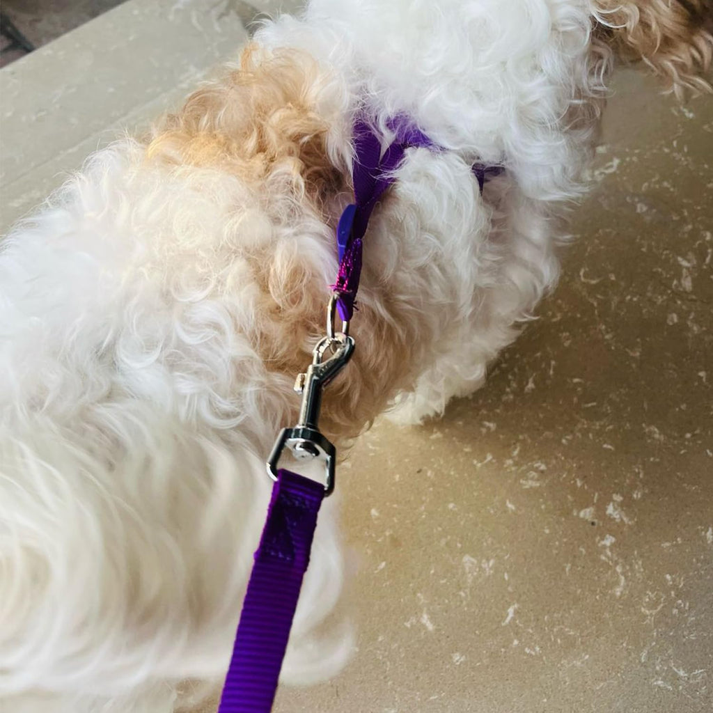 Vest Harness and Leash Set for Dogs