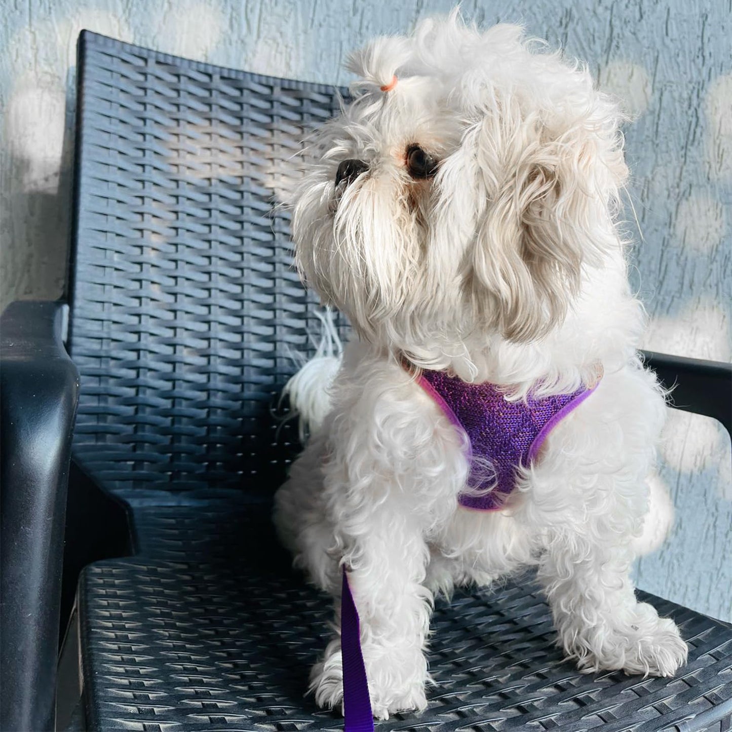 Vest Harness and Leash Set for Dogs