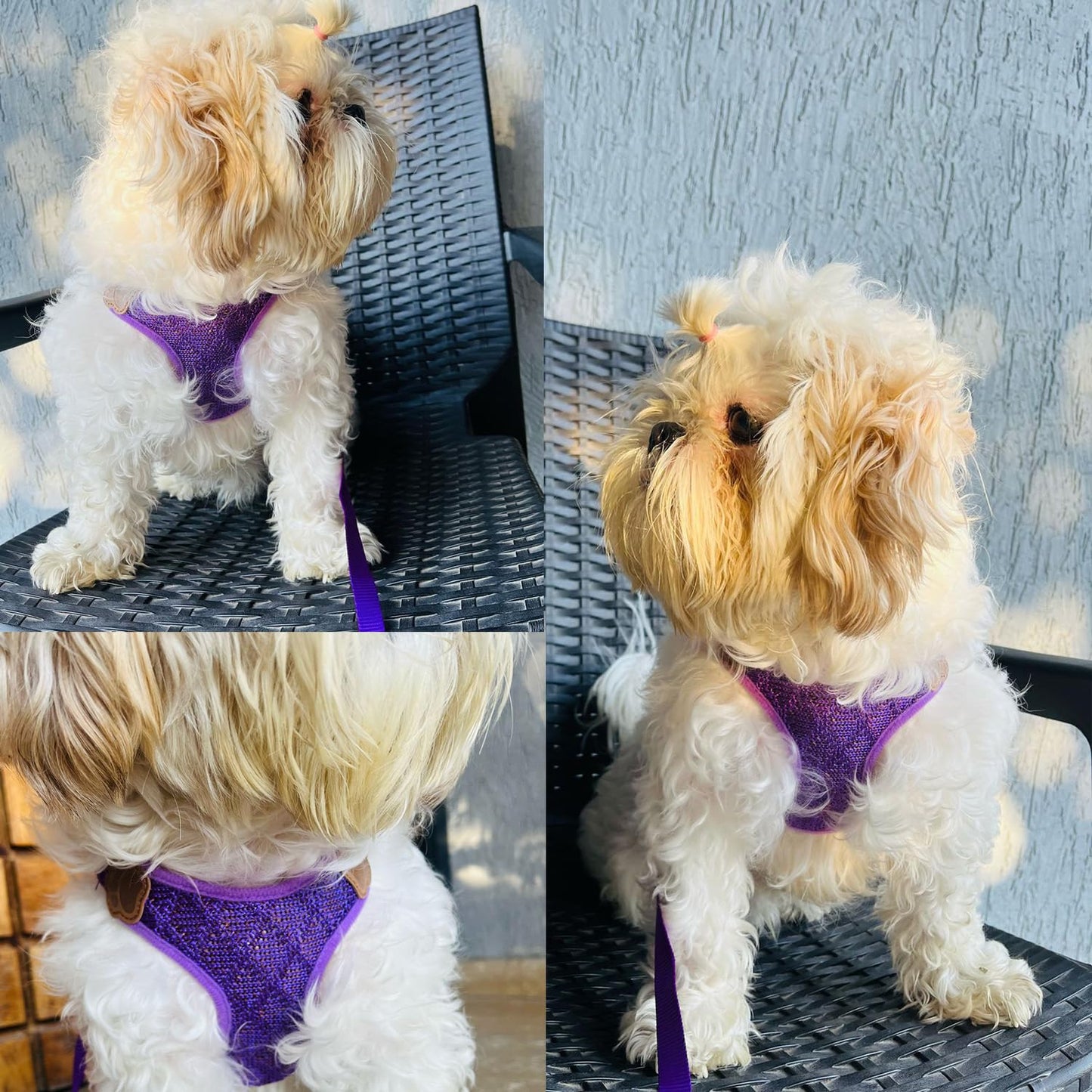 Vest Harness and Leash Set for Dogs